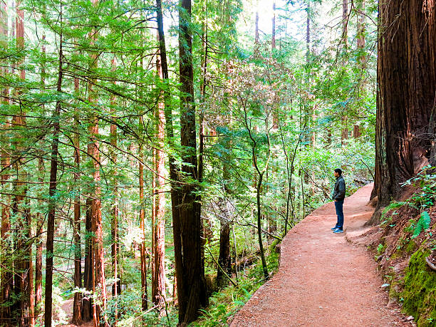 istock Man Observes Redwood Trees - Muir Woods, California 470938014