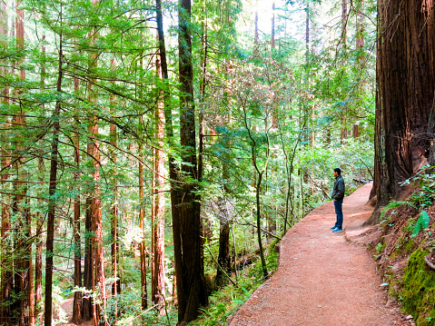 A man stands on a path in Muir Woods National Monument Park looking out over the peaceful giant redwood trees.