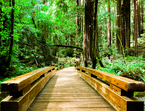 A wooden pedestrian bridge and tall redwood trees inside the Muir Woods National Monument Park in Northern California.  