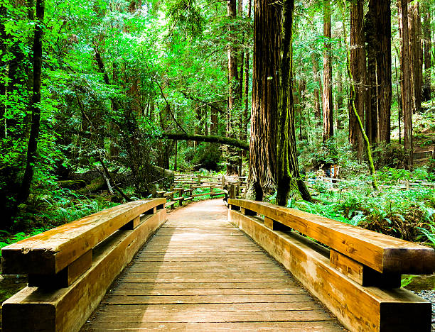 Bridge in Muir Woods National Monument, California stock photo