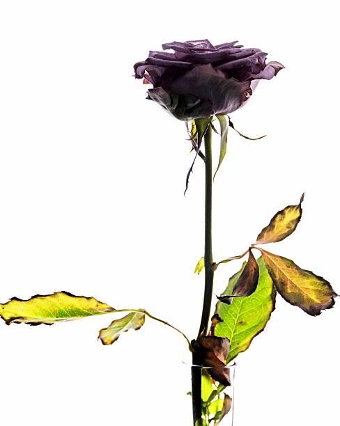 istock Single fading rose isolated on white 470939020