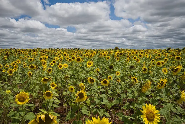 Photo of Sunflower plants