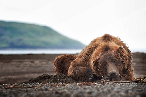 istock brown bear in the alaska wilderness 470942346