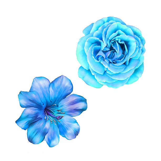 istock Rose Flower isolated on white background 470942480