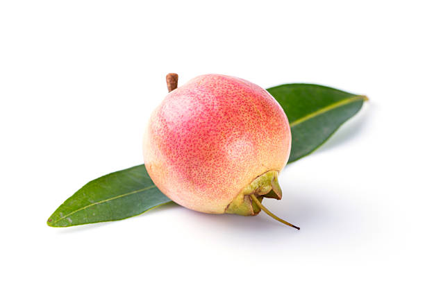 istock Syzygium jambos rose apple 470942596