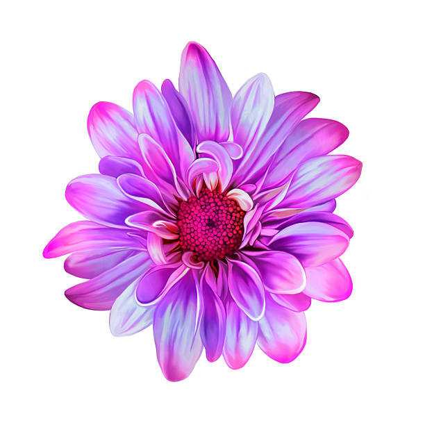 istock Bright Mona Lisa flower, Spring flower.Isolated on white background 470943272