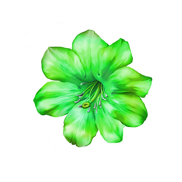 istock Beautiful bright green Flower. Isolated on white. Illustration 470943292