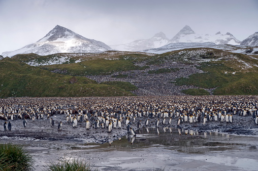 a huge charter boat cute penguins and beautiful Antarctica