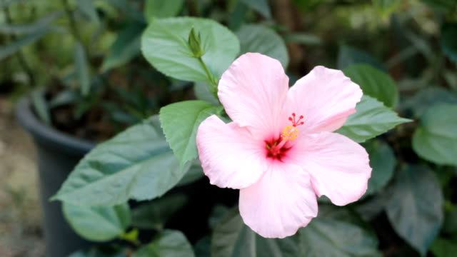 Close-up of a pink hibiscus flower