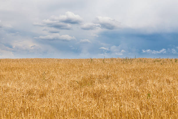 istock Barley field and a blue sky with clouds 470944358