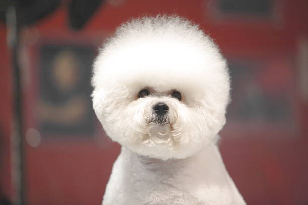 little white bichon frise sits and stares into the camera - bichon frisé stockfoto's en -beelden