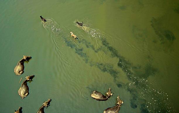 istock Wild cows and dogs swimming in the river 470947974
