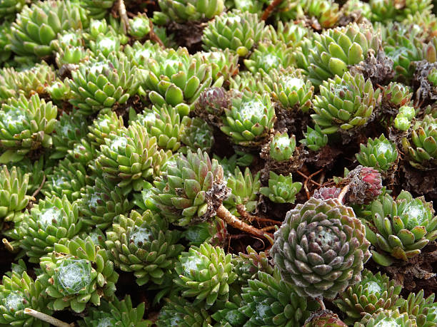 istock Image of small green sempervivum plants growing in pot (houseleeks) 470950408