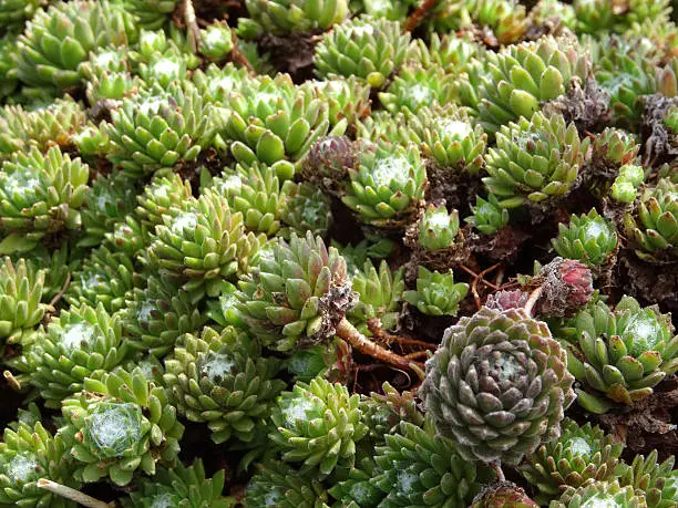 Photo showing a close-up of the green rosettes of leaves belonging to some small sempervivum plants or 'houseleeks'.