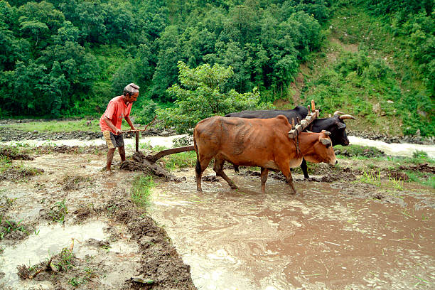 nepal, a agricultura - reisanbau imagens e fotografias de stock