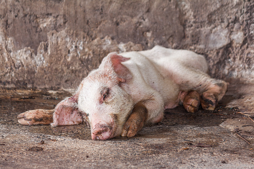 Young pig sick and isolated from herd in farm feed by agriculturist in Thailand