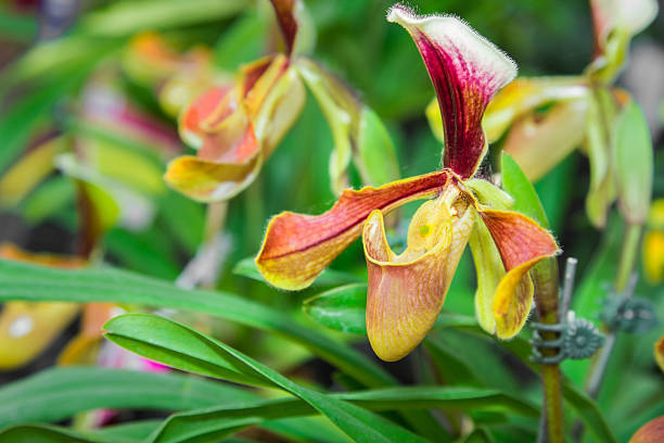 istock Paphiopedilum Orchid 470954659
