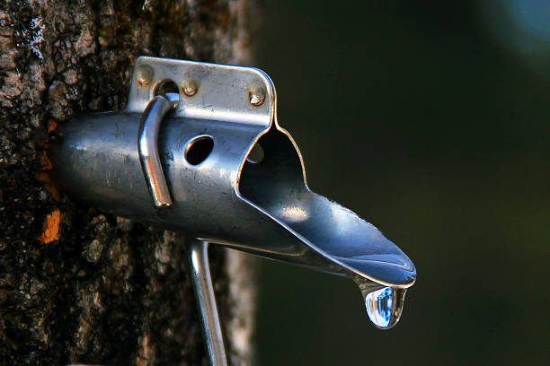 maple syrup tippe - maple syrup tree sap stock-fotos und bilder