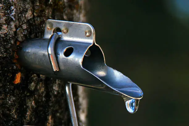 Photo of Maple Syrup Tap
