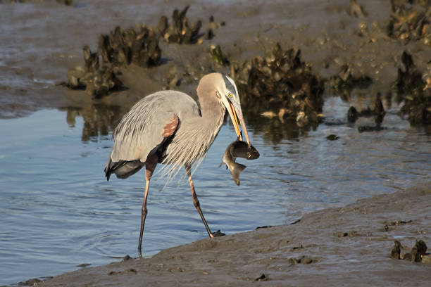 Great Blue Heron and His Fish stock photo