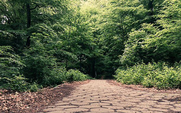istock sidewalk walking pavement in a park or forest 470955884