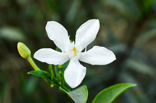 istock Wrigthia antidysenterica flower 470955922
