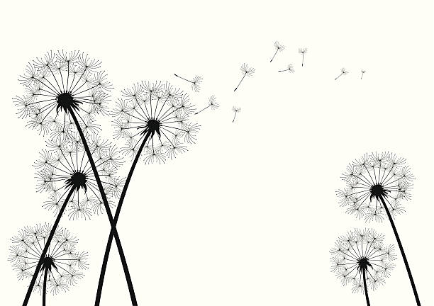 dandelion background black vector dandelions on white background pistil stock illustrations