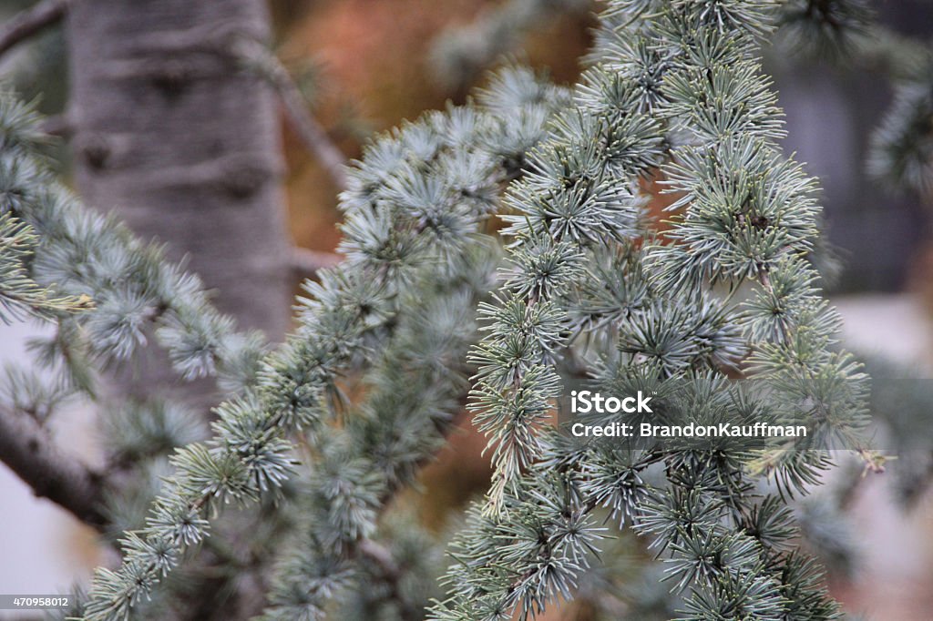Wintry Pine The beautiful blueish-green pine needles make you think of the holidays. 2015 Stock Photo