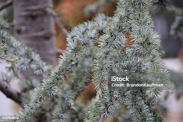 Wintry Pine Stock Photo - Download Image Now - 2015, Backgrounds, Blue