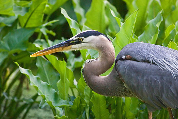 istock Portrait of a Great Blue Heron 470958212