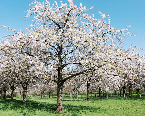 Orchard with blooming  cherry trees in springtime near Borgloon, Belgium.