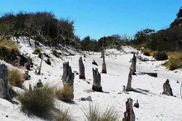 Dead tree trunks protruding from white sand.