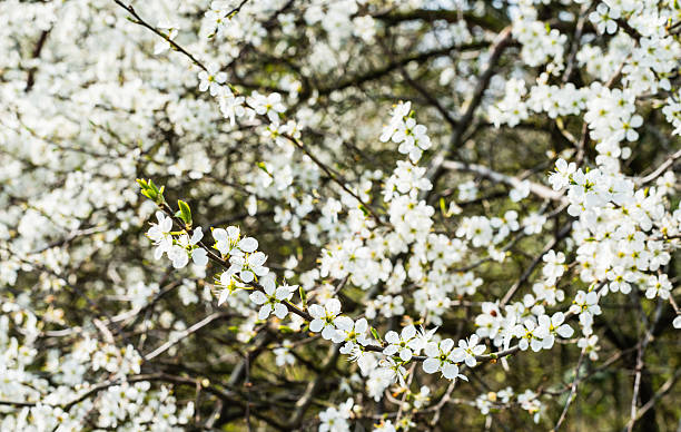 ホワイトの花のワイルドな梨ブッシュを閉じる - sarvis ストックフォトと画像