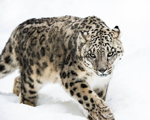 istock Snow Leopard on the Prowl IV 470959178