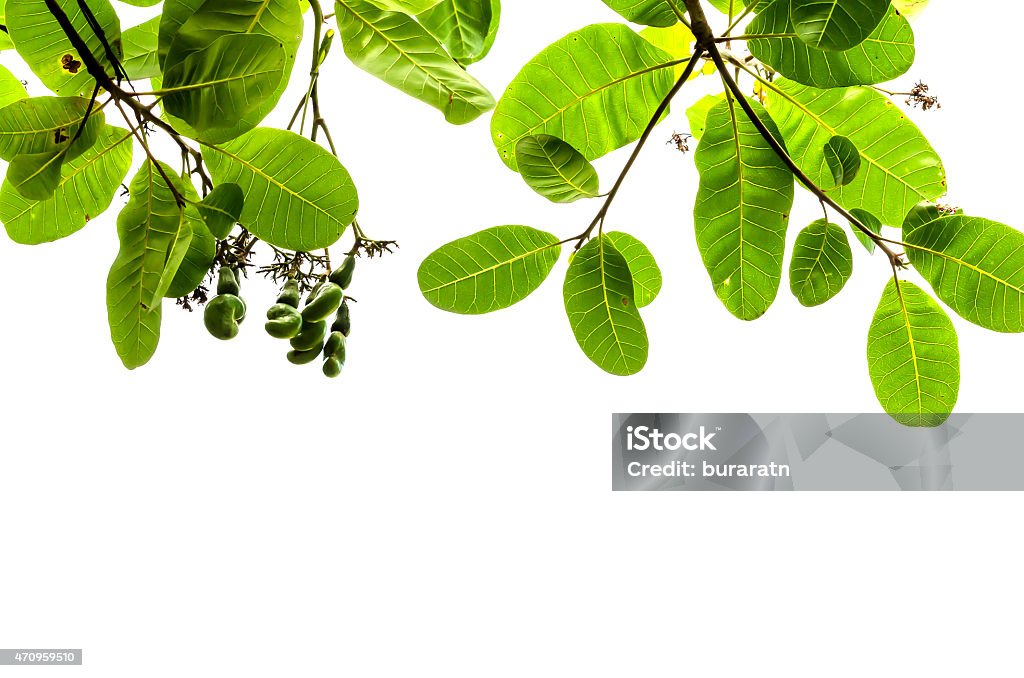 Leaf background 2015 Stock Photo