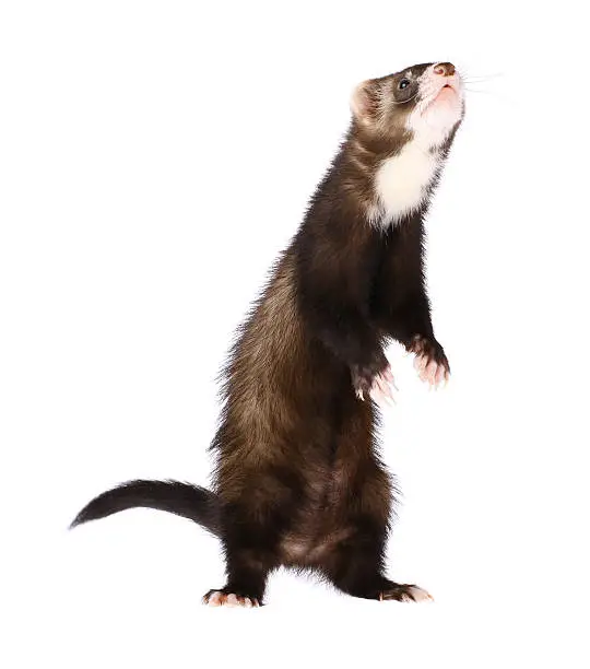 Sable Ferret Standing Up Isolated on White