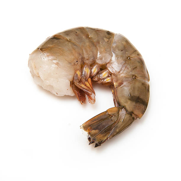istock Tiger prawn or Asian tiger shrimp. 470965791