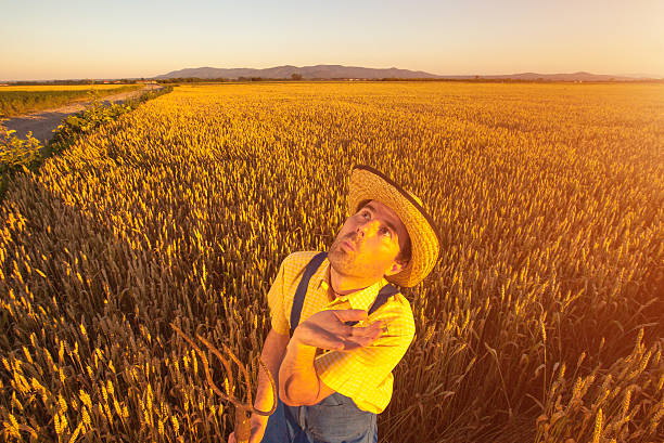 istock Worried Farmer at the grain field 470966200