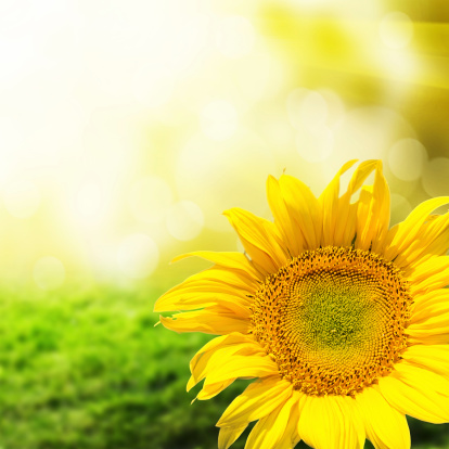 Abstract background with sunflower over field and sunlight