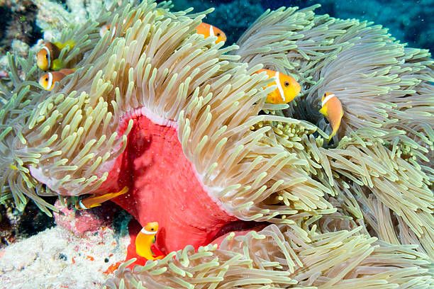 istock Clown fish in anemone 470966922
