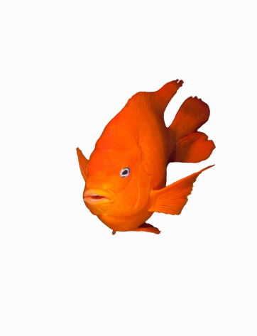 Orange Garibaldi fish on isolated white background.