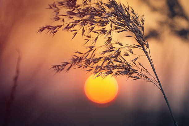 istock Beautiful Sunset Over  the Lake in Early Spring 470967442