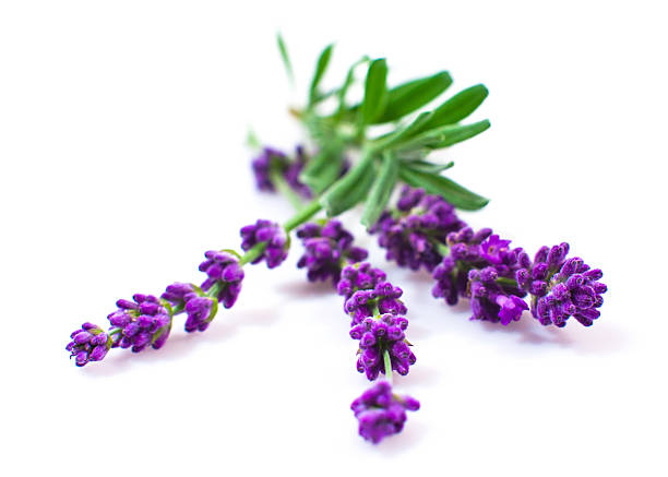 lavande sur blanc - lavender spa treatment health spa flower photos et images de collection