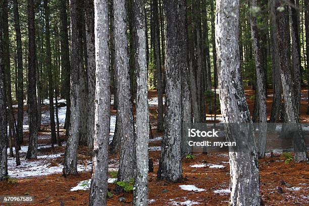 Winter Stock Photo - Download Image Now - Agricultural Field, Asia, Atmospheric Mood