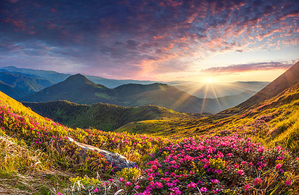 Magic pink rhododendron flowers in the mountains. Summer sunrise Magic pink rhododendron flowers in the mountains. Summer sunrise mountain sunrise stock pictures, royalty-free photos & images