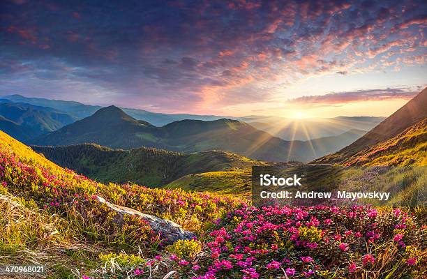 Magic Pink Rhododendron Flowers In The Mountains Summer Sunrise Stock Photo - Download Image Now