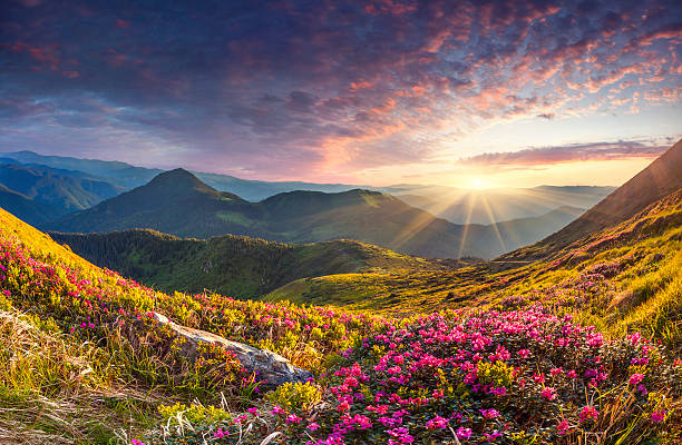 magia różanecznik różowy kwiaty w góry.  letnie wschód słońca - field beauty in nature beautiful flower head zdjęcia i obrazy z banku zdjęć