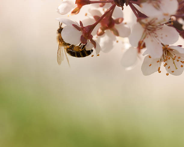 Bee on flower stock photo