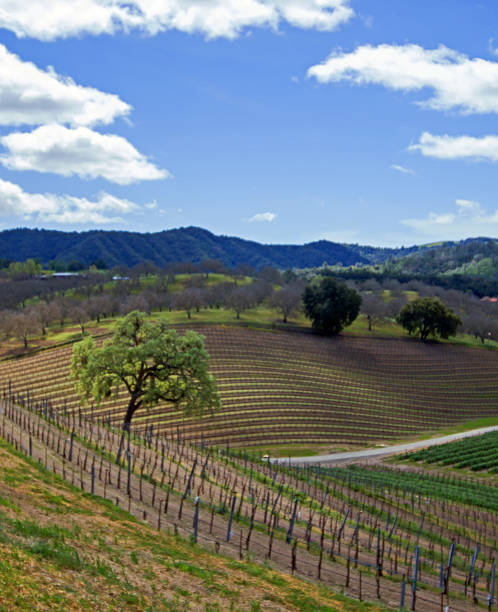 rolling collina di vigneti in california centrale cumulo nuvole - san luis obispo county california hill valley foto e immagini stock