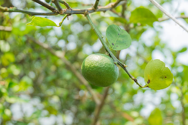istock Close-up Green lemons hanging on tree 470970400